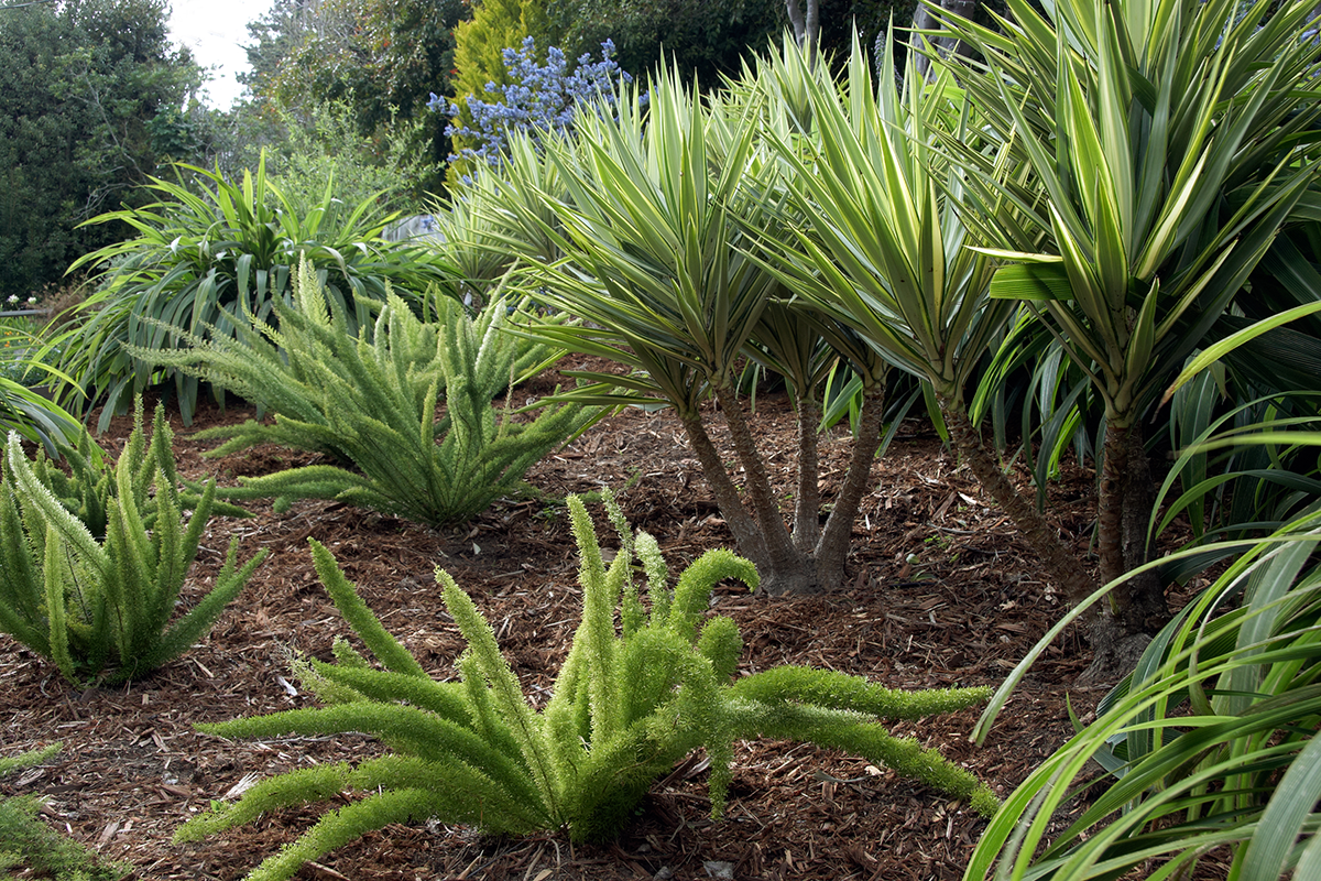 Everything Looks Like a Yucca! — Flora Grubb Gardens Plant Nursery